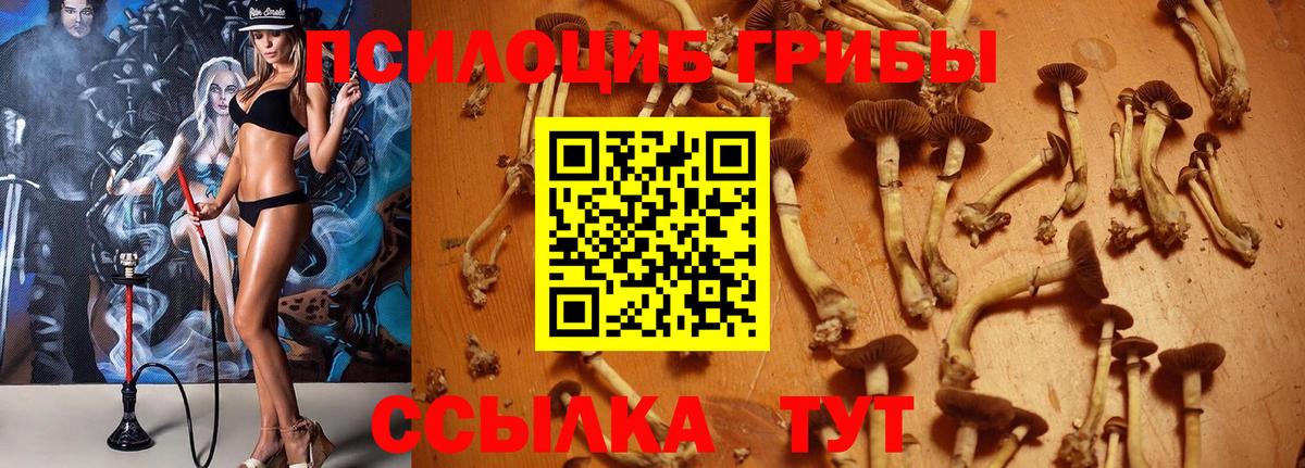 Псилоцибиновые грибы GOLDEN TEACHER  купить   Санкт-Петербург  Вход с VPN  Псилоцибиновые грибы GOLDEN TEACHER 